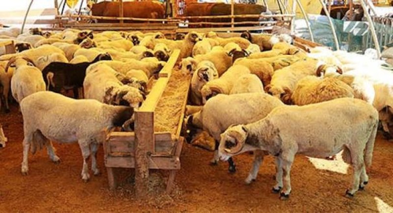 Kurban Bağışı Yaparken Nelere Dikkat Edilmeli?